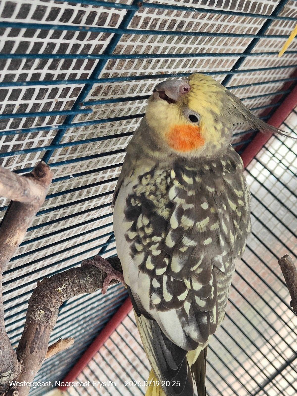 Valkparkiet, Dieren en Toebehoren, Vogels | Parkieten en Papegaaien