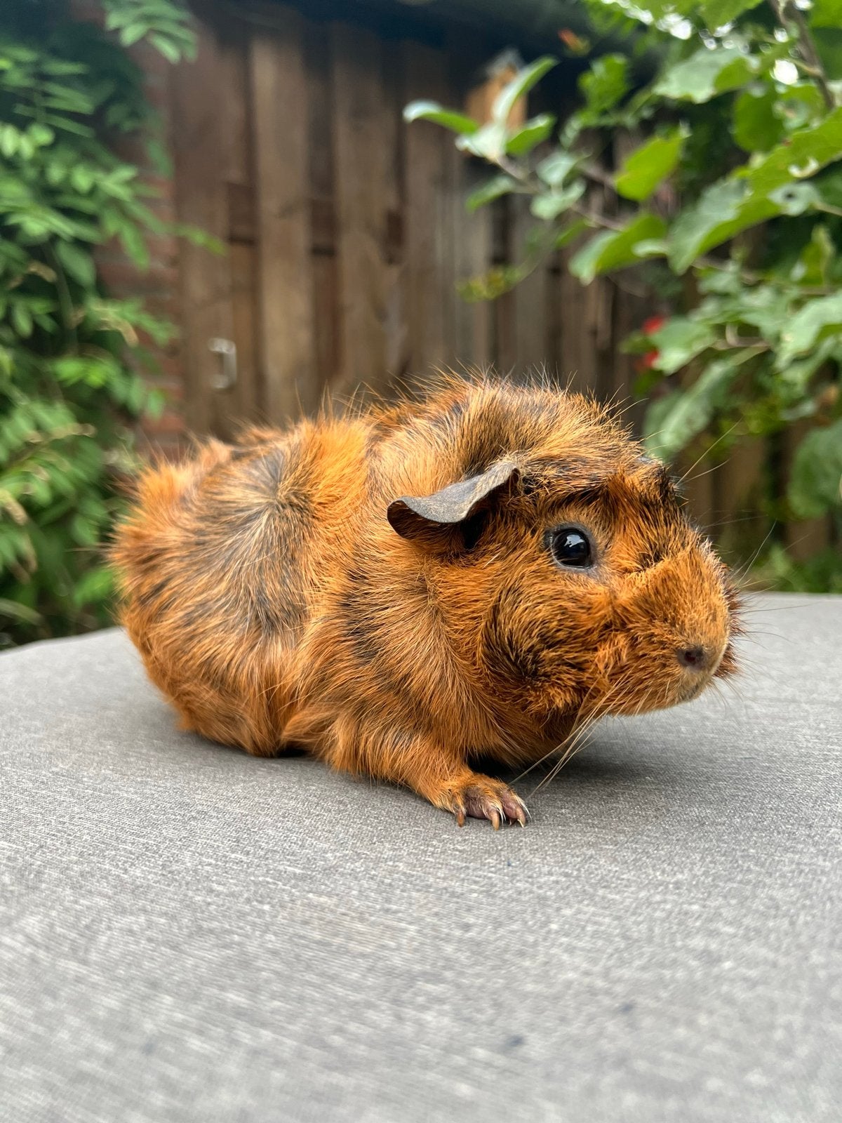 2 leuke cavia zeugjes incl. hok/ren - koppeltje, Oktober, Vrouwelijk, Cavia