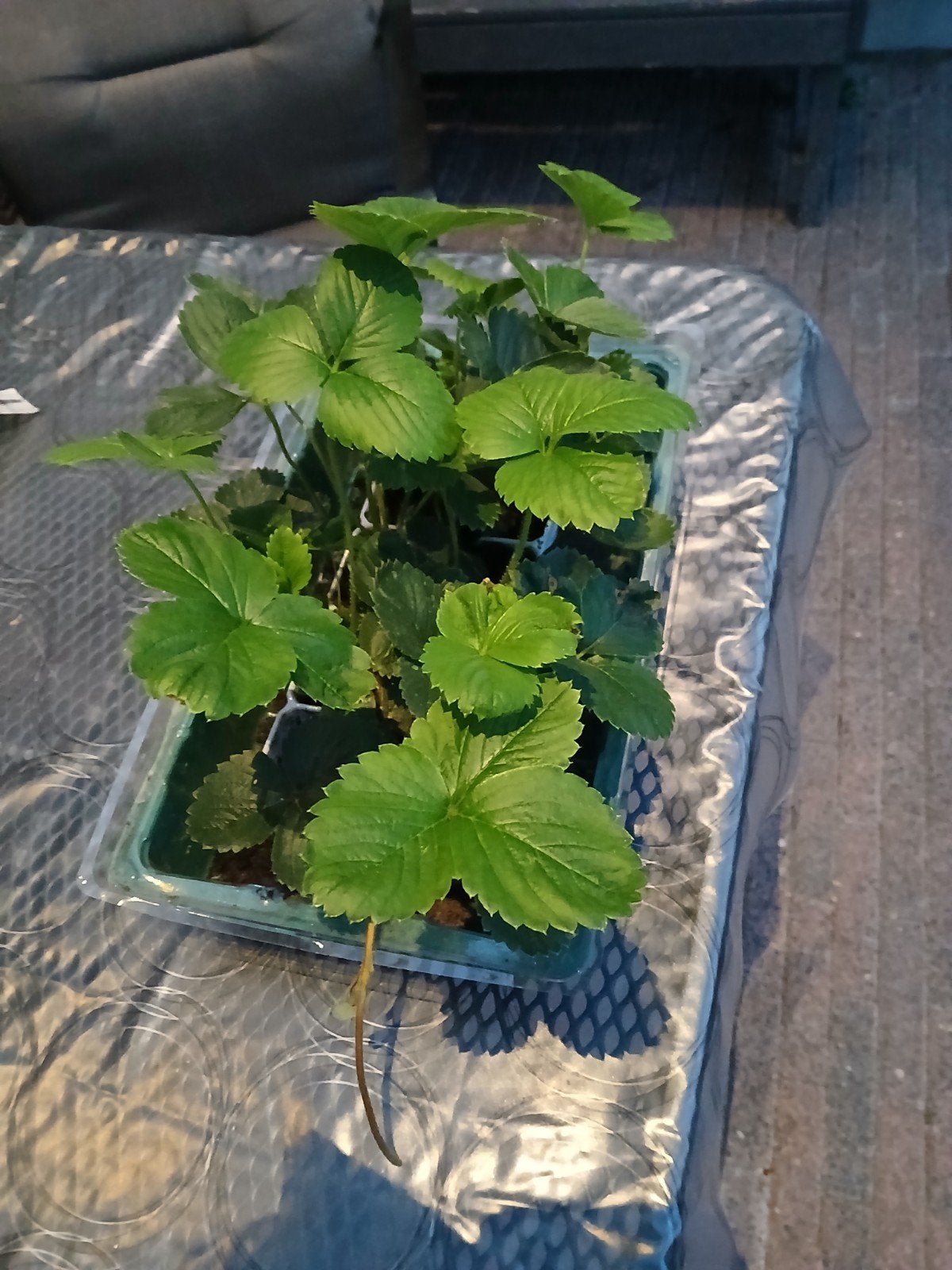Jonge aardbeiplantjes  gratis voor eigen kweek, Volle zon, Vaste plant, Ophalen of Verzenden, Fruitplanten