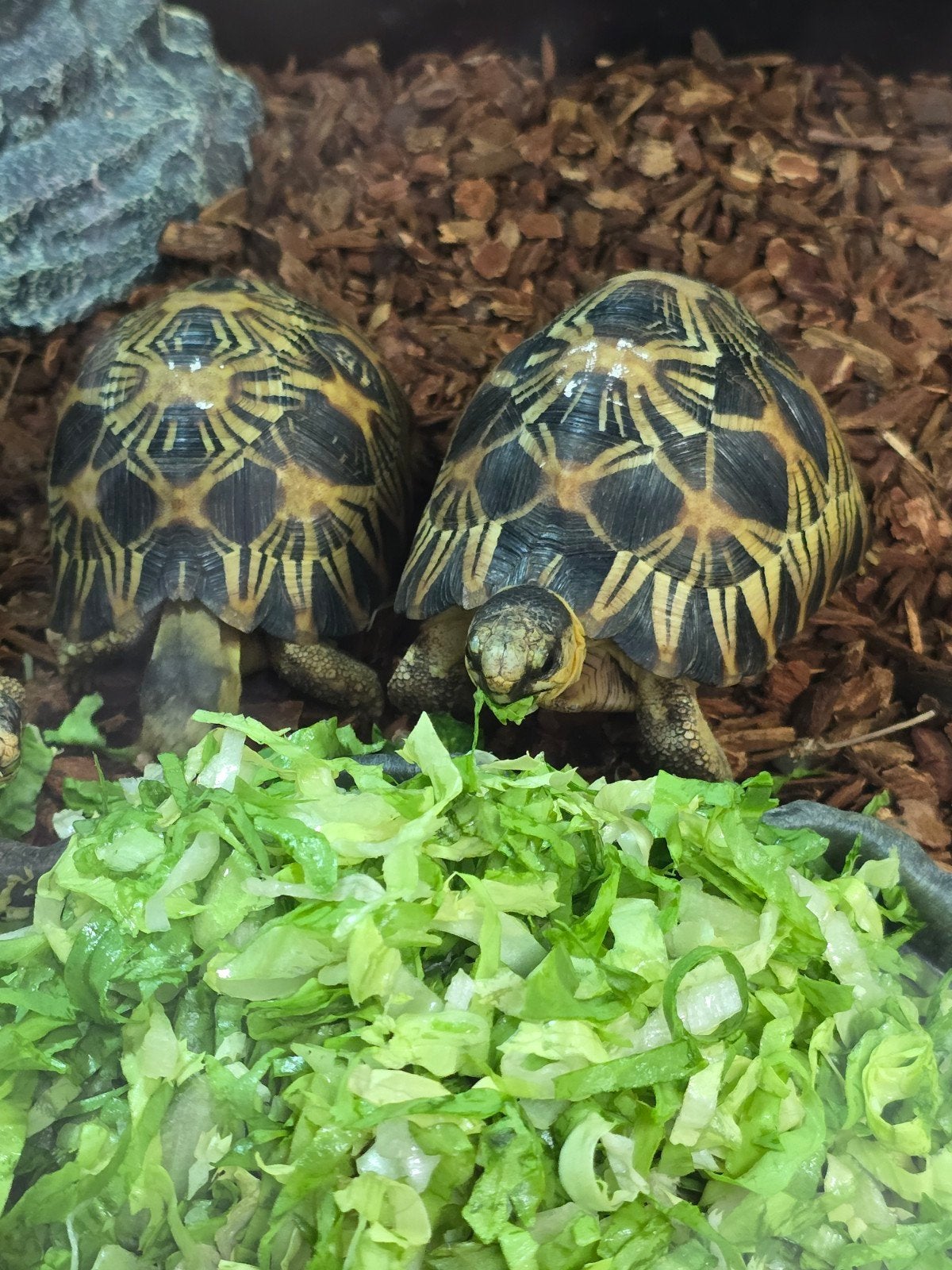 Prachtige stralenschildpadden (Astrochelys radiata) Tortoise photo 5