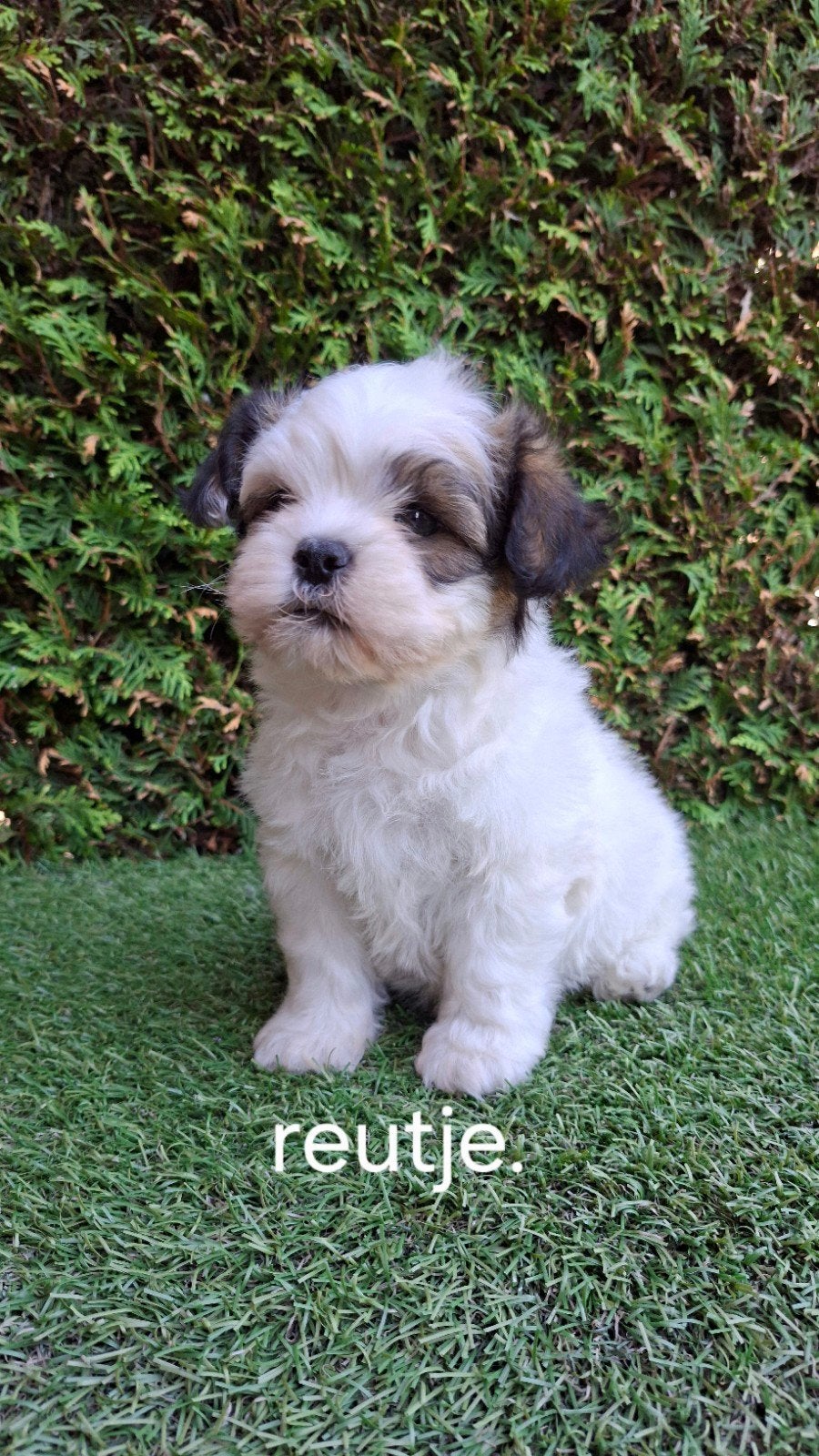 Zeer mooie speelse boomer pups., Overige rassen, CDV (hondenziekte), 8 tot 15 weken, Meerdere