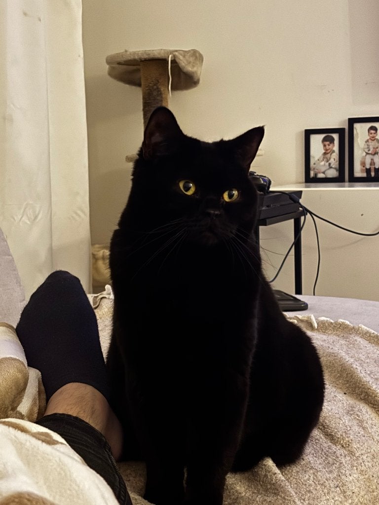 Huiskat, Dieren en Toebehoren, Poes, 3 tot 5 jaar