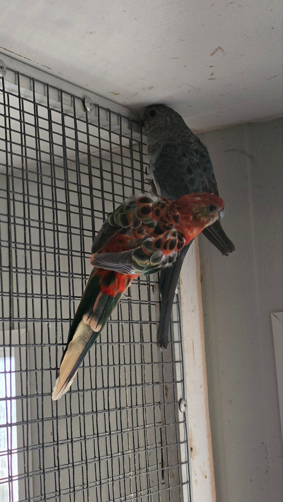 0-1 opaline stanley rosella pop, Dieren en Toebehoren