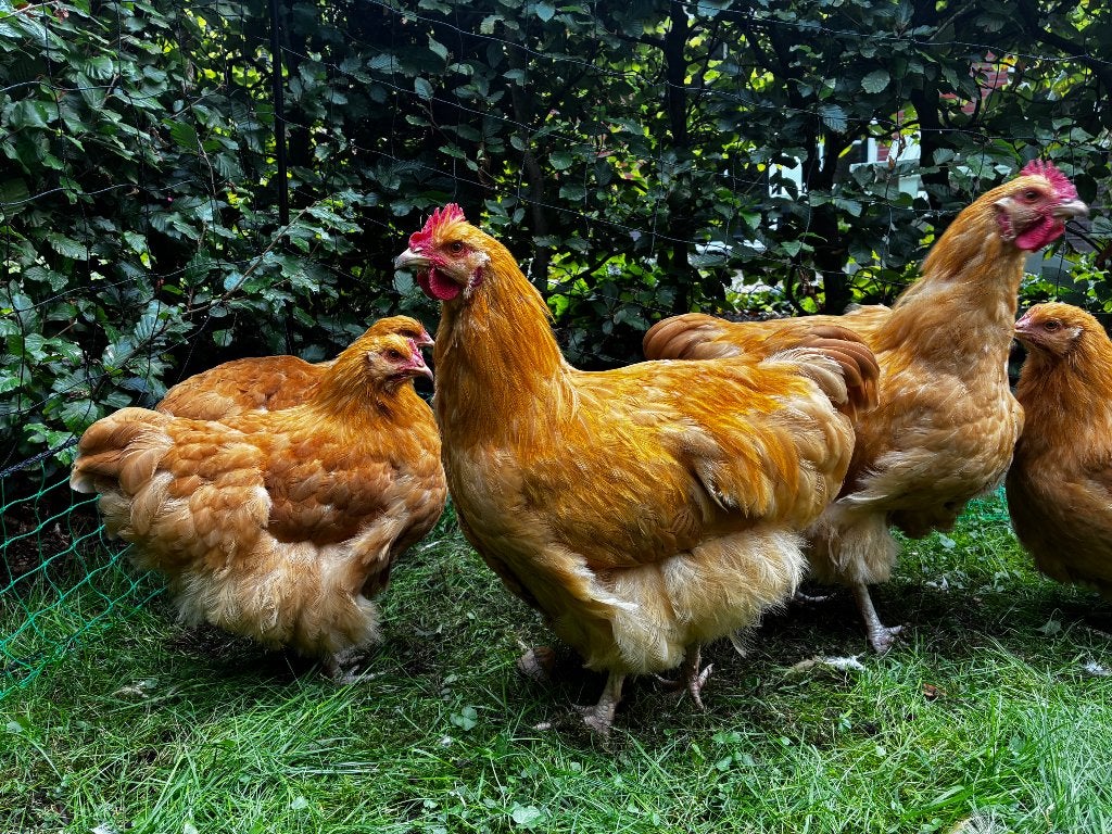 Orpington Buff Hanen, Dieren en Toebehoren, Mannelijk, Kip