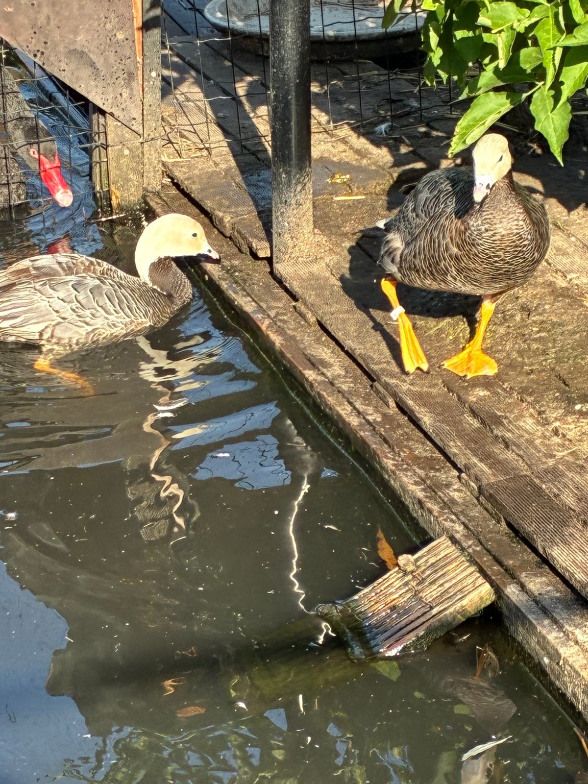 Keizer gans mooi koppel 6 a 7 jaar oud, Dieren en Toebehoren, Pluimvee, Meerdere dieren, Kip
