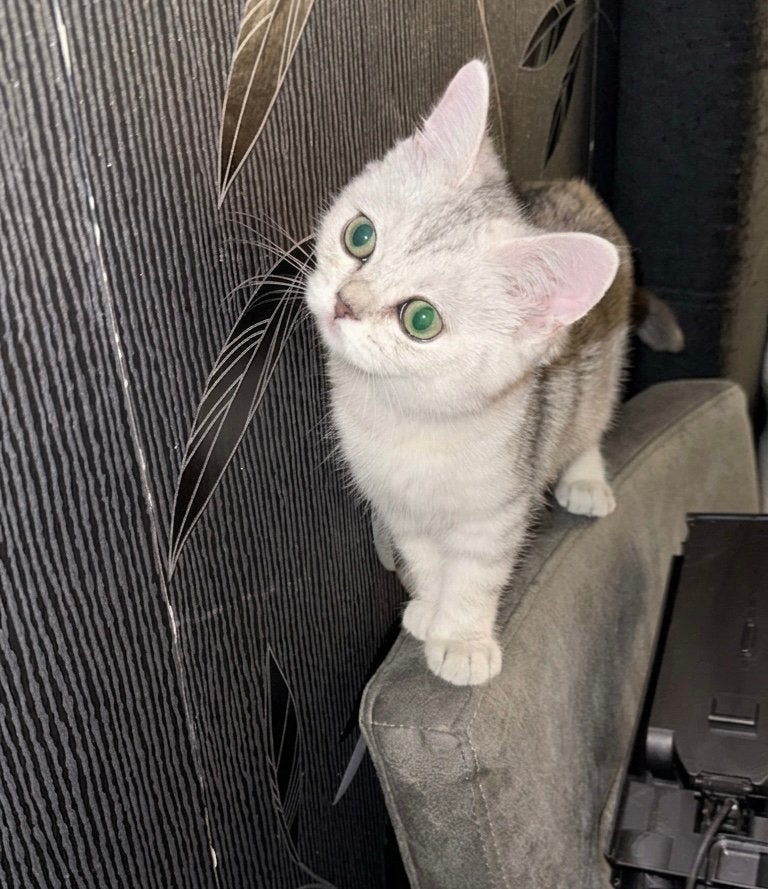 Lieve Britse Korthaar, Dieren en Toebehoren, Katten en Kittens | Raskatten | Korthaar, Poes