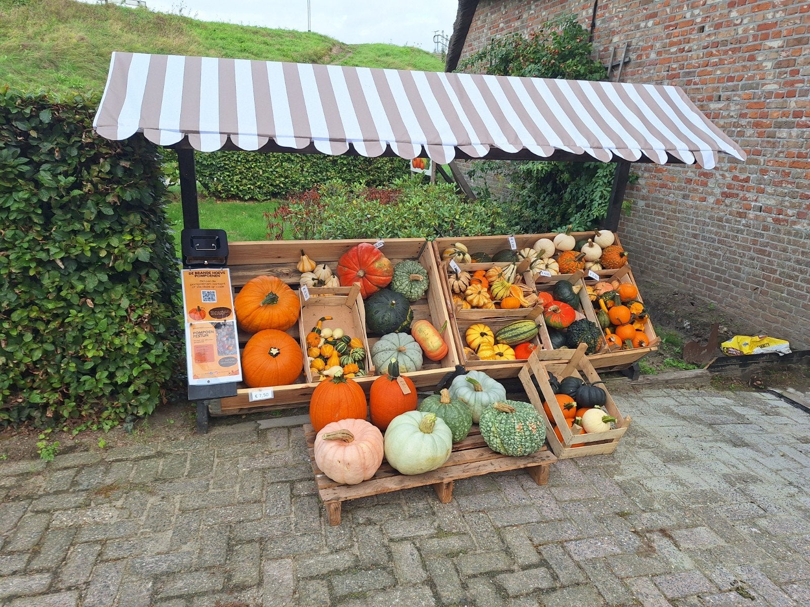 Diverse pompoenen en sierkalebassen, Ophalen, Volle zon, Eenjarig, Zomer