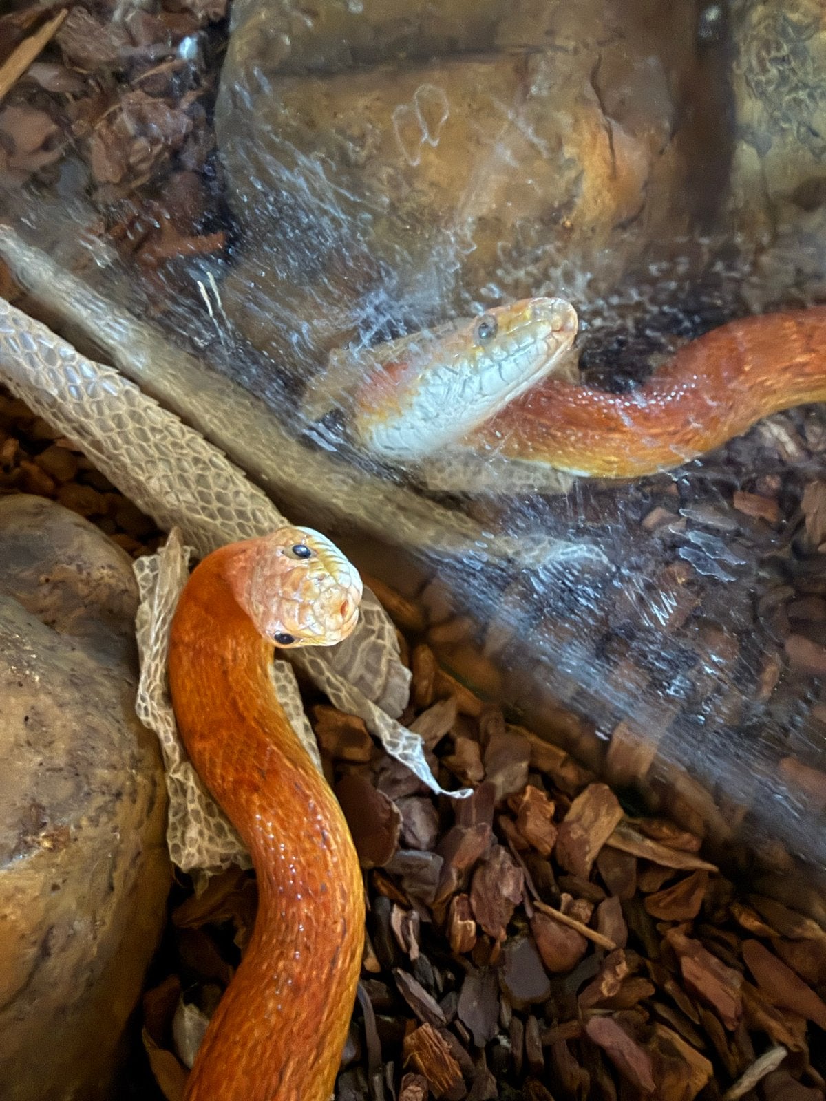 Rattenslang te koop (vrouwtje) Rat Snake photo 5