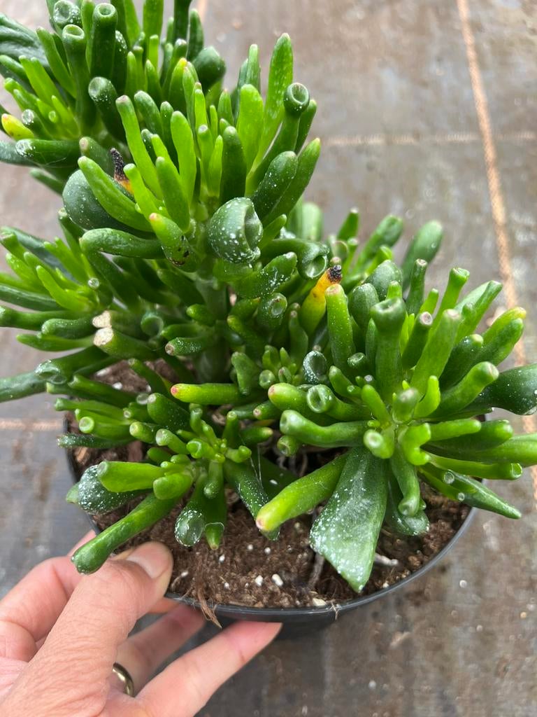 Crassula ovata Gollum pot17cm, Ophalen of Verzenden, Halfschaduw, Minder dan 100 cm