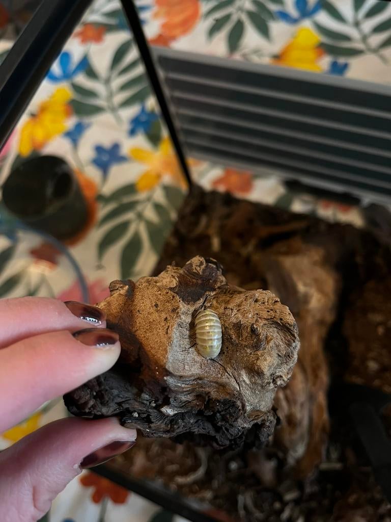 Armadillidium Vulgare ‘magic potion’, Overige soorten, 0 tot 2 jaar