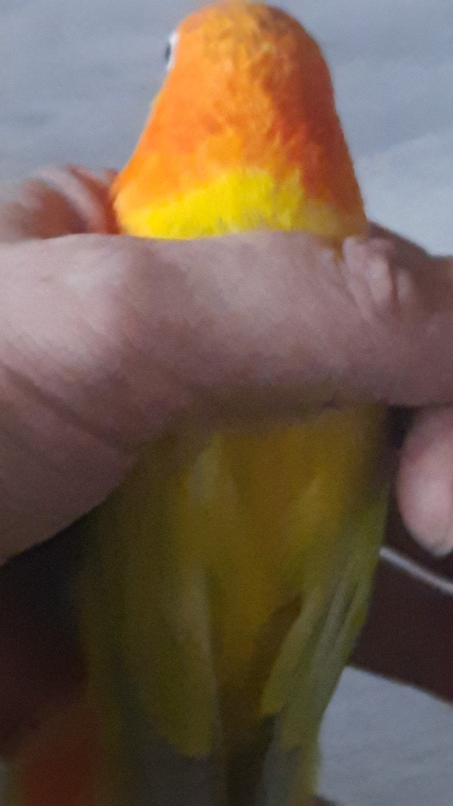 prachtig koppel agapornis dilute opaline, Meerdere dieren, Dwergpapegaai of Agapornis, Geringd