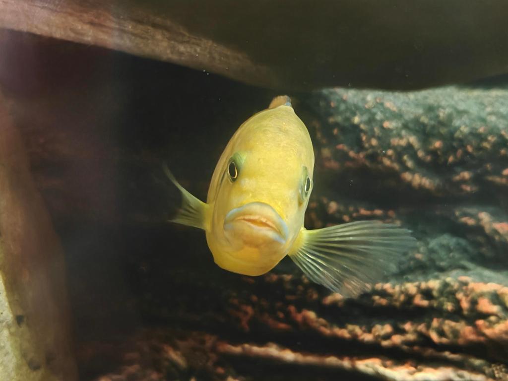 Malawi cichlide / Afrikaanse cichlide 12 cm, Dieren en Toebehoren, Vissen | Aquariumvissen, Vis, Zoetwatervis