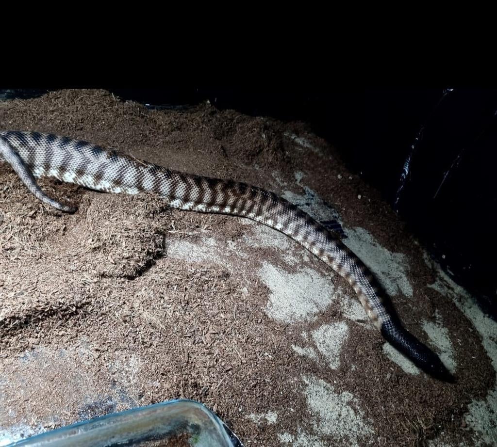 Zwartkoppython Aspidites melanocephalus, Dieren en Toebehoren, Reptielen en Amfibieën, Slang, Tam, 3 tot 6 jaar