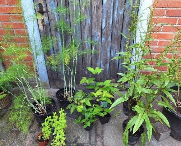 Diverse eetbare planten - laatste stuks - op is op!, Ophalen, Eenjarig, Groenteplanten, Volle zon