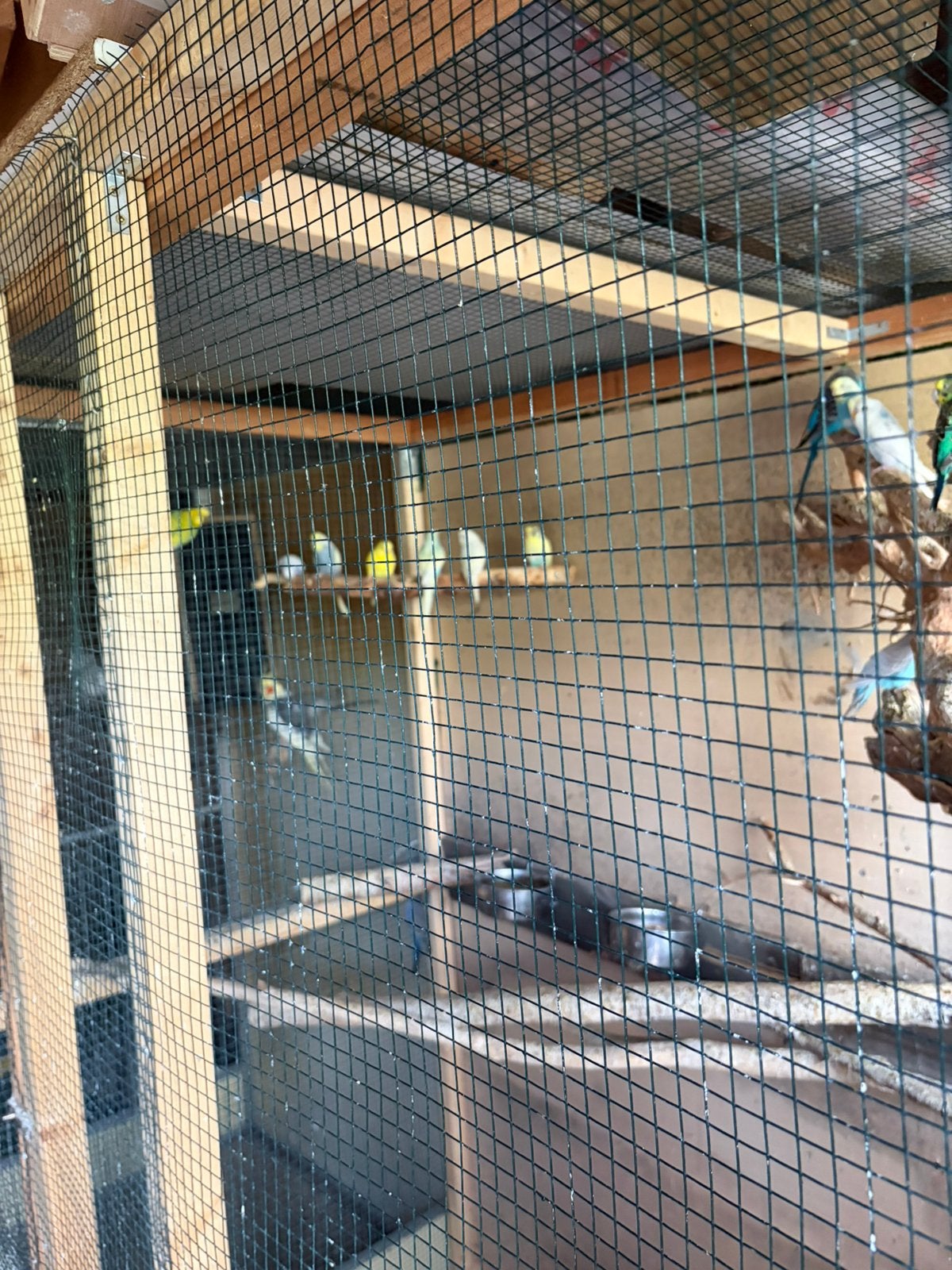 Circa 150 mooie grasparkieten te koop!, Dieren en Toebehoren, Vogels | Parkieten en Papegaaien, Meerdere dieren, Parkiet, Geringd