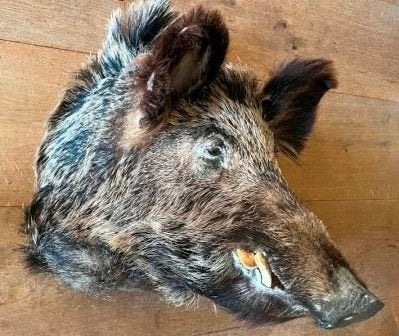 Opgezette Zwijnenkop (wild zwijn / everzwijn) (Epe), Ophalen, Zo goed als nieuw, Wild dier, Opgezet dier