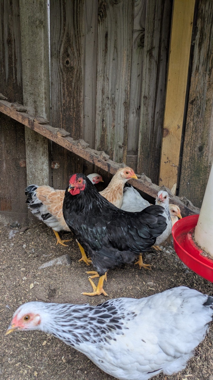 Wyandotte kriel haan zwart, Dieren en Toebehoren, Mannelijk, Kip