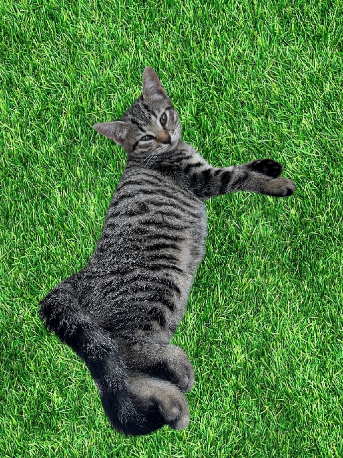 Lieve Toyger kruising kittens, Meerdere dieren, Kortharig, 0 tot 2 jaar