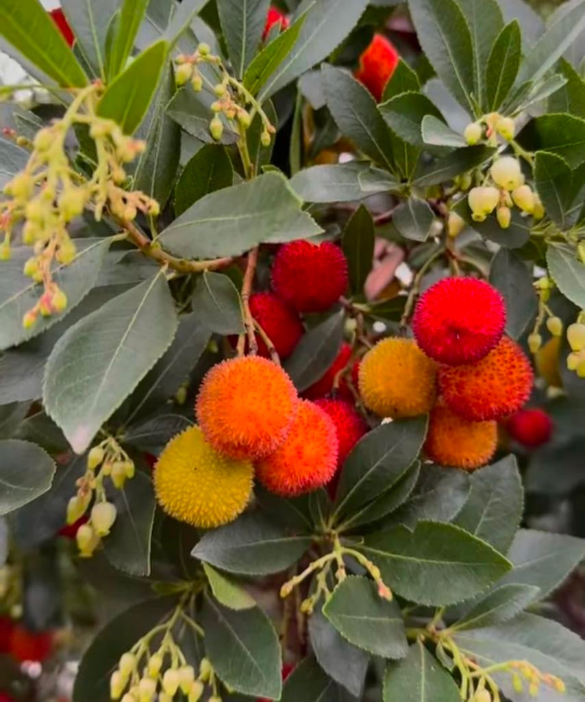 Aardbeien boom arbutus unedo meerstammig, Ophalen of Verzenden, Volle zon, Overige soorten