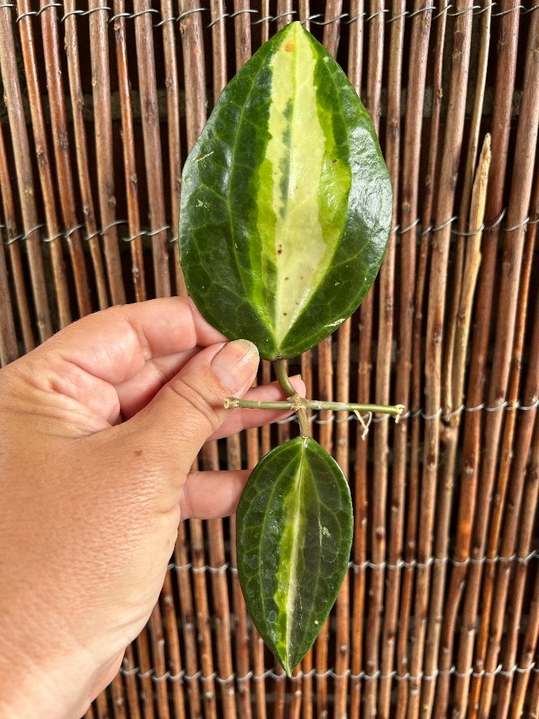 Hoya latifolia 'Pot of Gold'🌱, Huis en Inrichting, Kamerplanten, In pot, Minder dan 100 cm, Bloeiende kamerplant, Halfschaduw