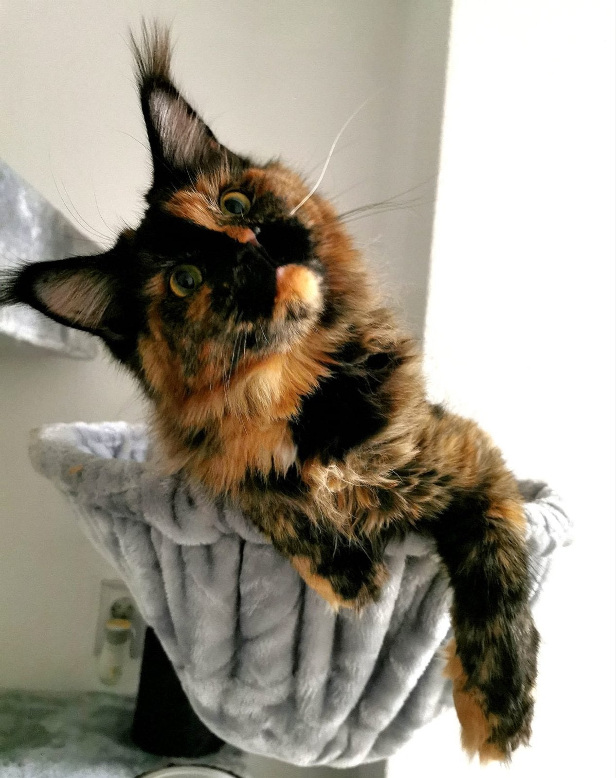 Maine coon xxl