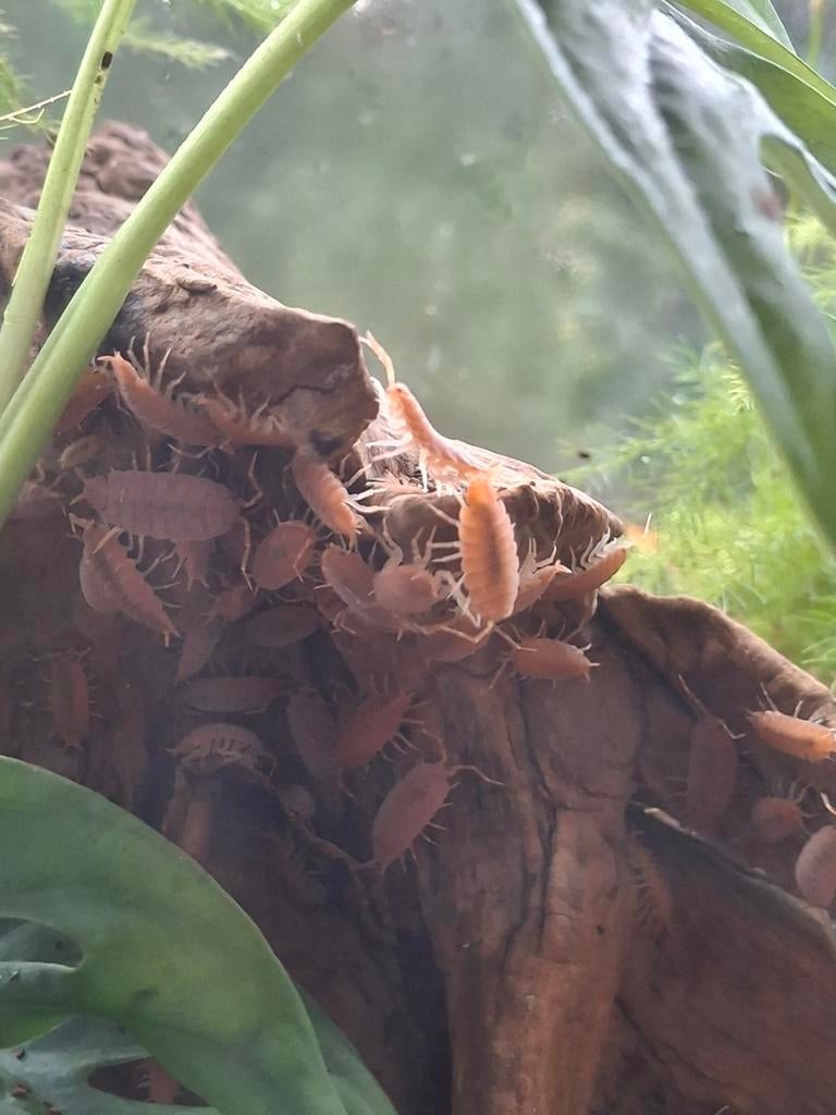 Pissebedden orange powder, Overige soorten, Met terrarium, 0 tot 2 jaar