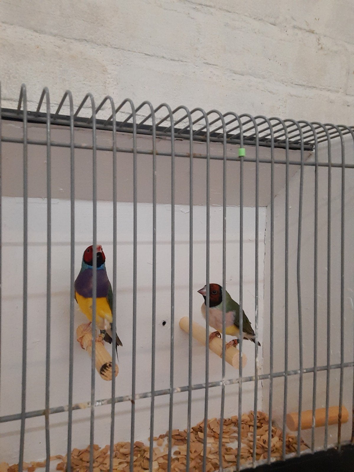 Gouldamadine roodkop paarsborst, Dieren en Toebehoren, Meerdere dieren, Tropenvogel, Geringd