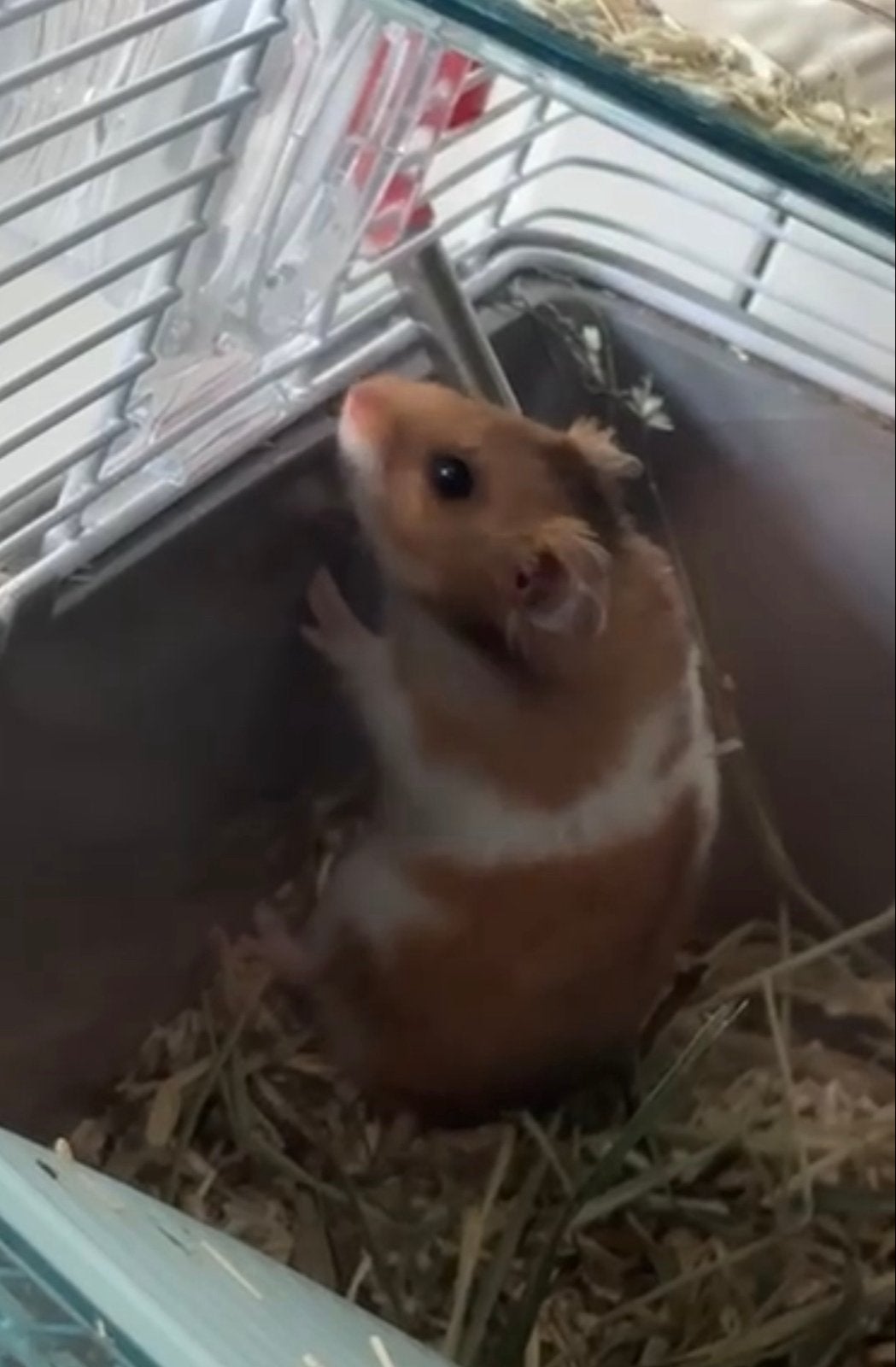 Goud Hamster zwanger, Hamster, Vrouwelijk, Mei, Tam