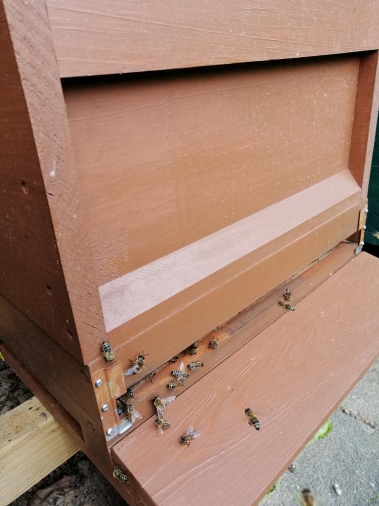 Bijenkasten te koop, Dieren en Toebehoren, Insecten en Spinnen, Bijen