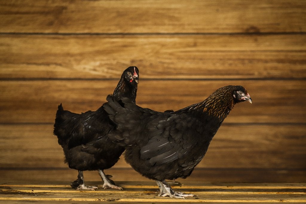 Marans kippen | Rustige kippen | Speciale eieren, Vrouwelijk, Kip