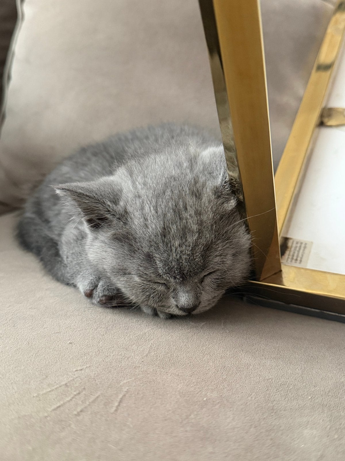 Britse korthaar, Dieren en Toebehoren, Kater, Ingeënt, 0 tot 2 jaar