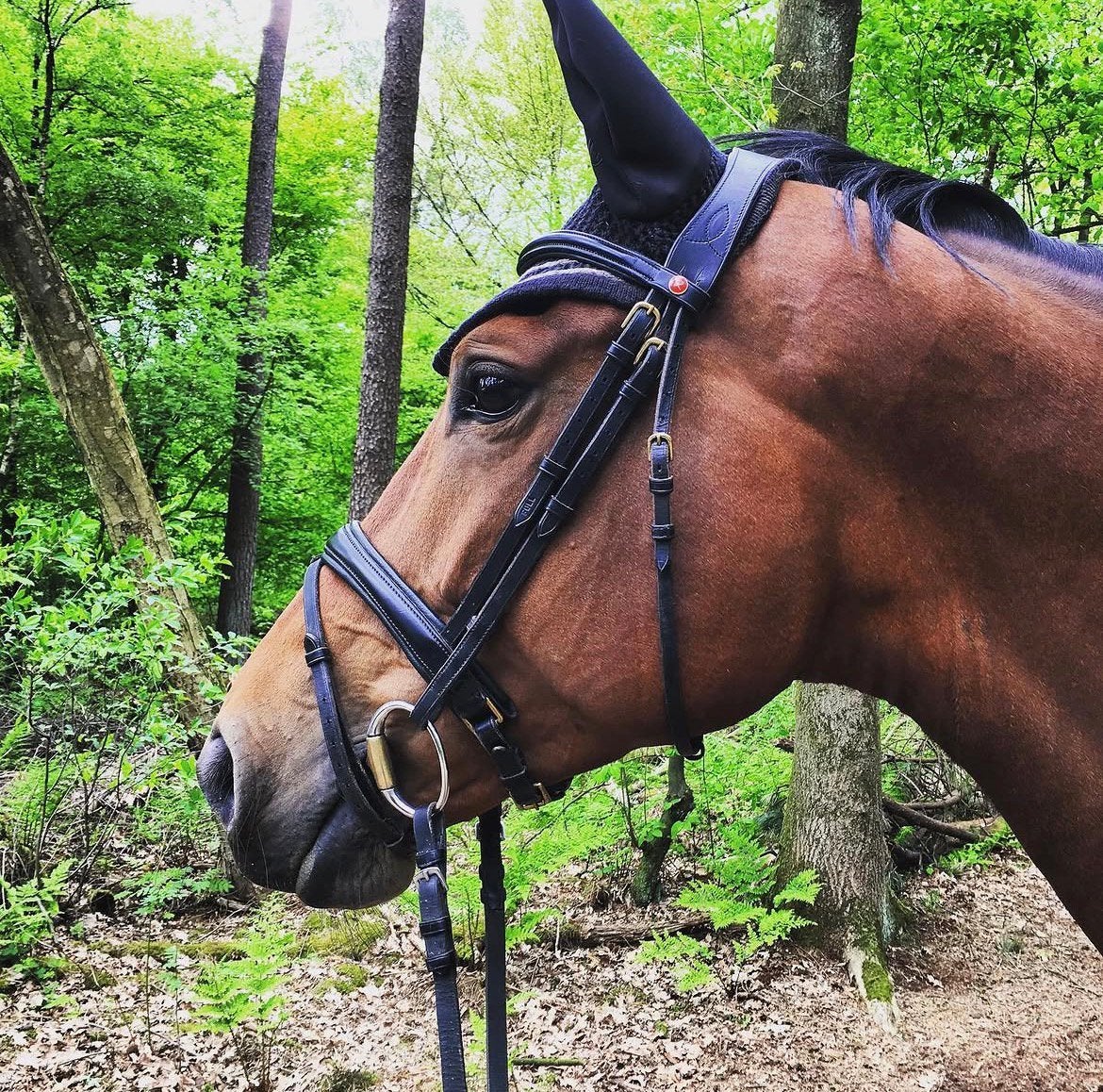 14 jarige Dressuurmerrie / Gribaldi x Ehrenstolz /, Dieren en Toebehoren, Paarden, Merrie, Met stamboom, Dressuurpaard, L