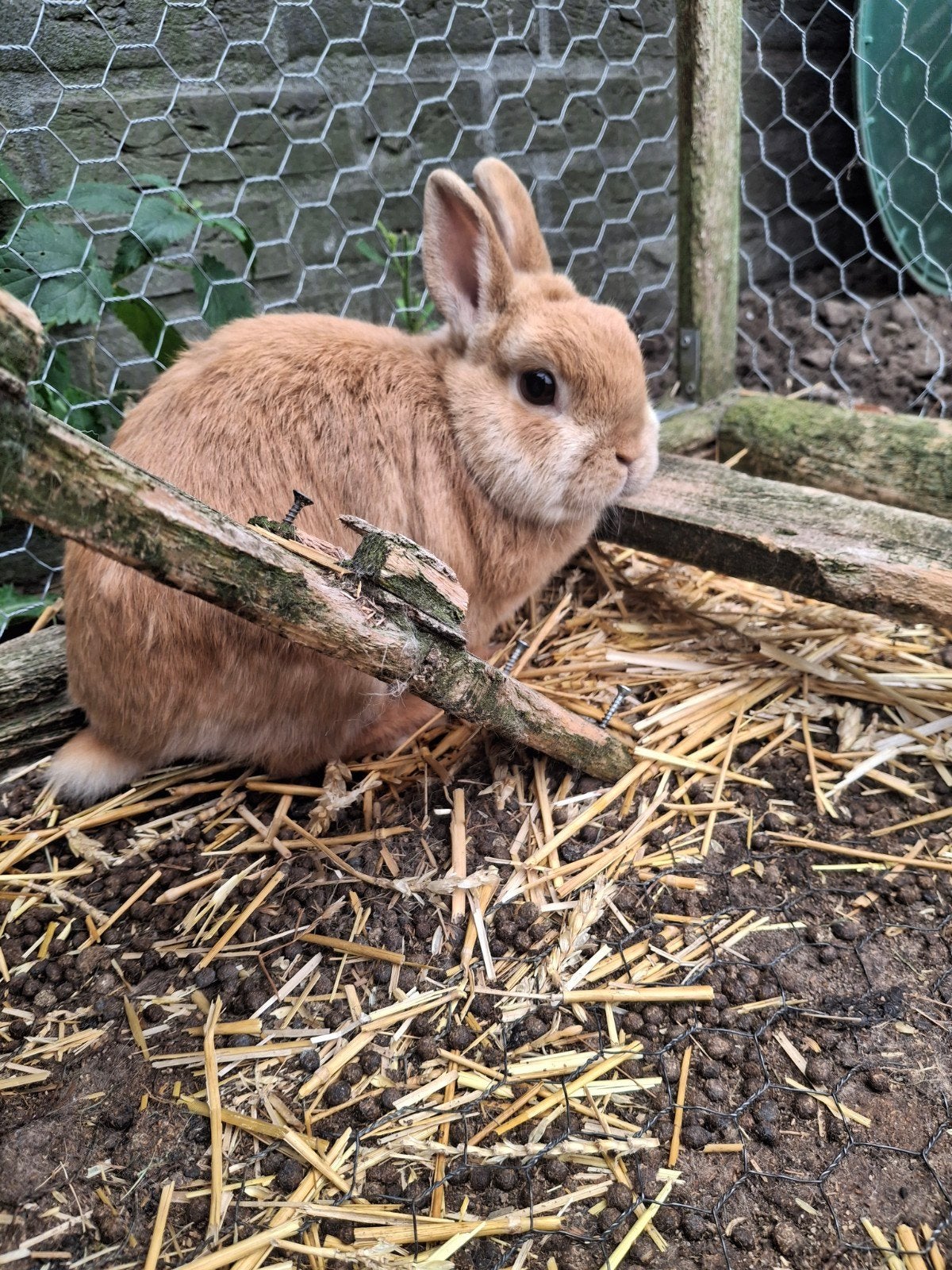Dwergkonijntjes, Dieren en Toebehoren, April, Meerdere dieren, Overige typen