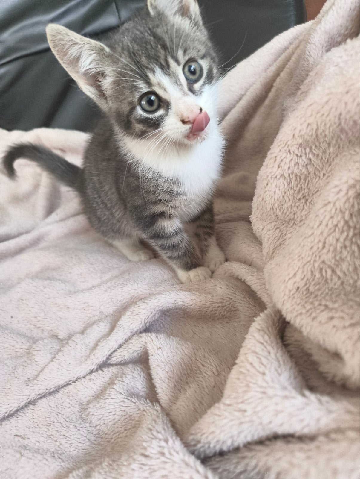 Lieve kittens!