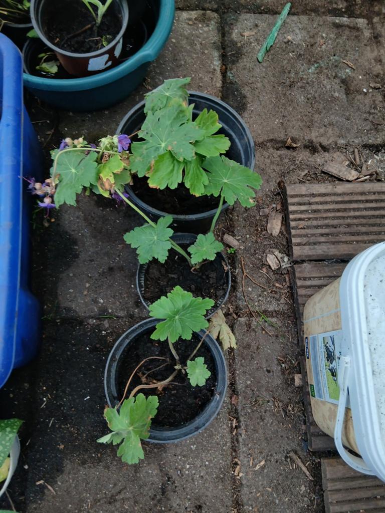 Geranium stekjes, Ophalen, Overige soorten, Volle zon