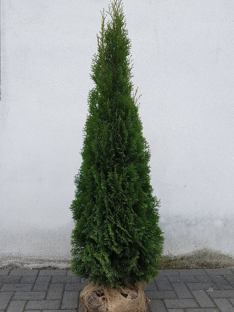 Thuja occidentalis 'Smaragd', Conifeer compacte groei 30-40, Ophalen of Verzenden, Conifeer, Struik, Minder dan 100 cm