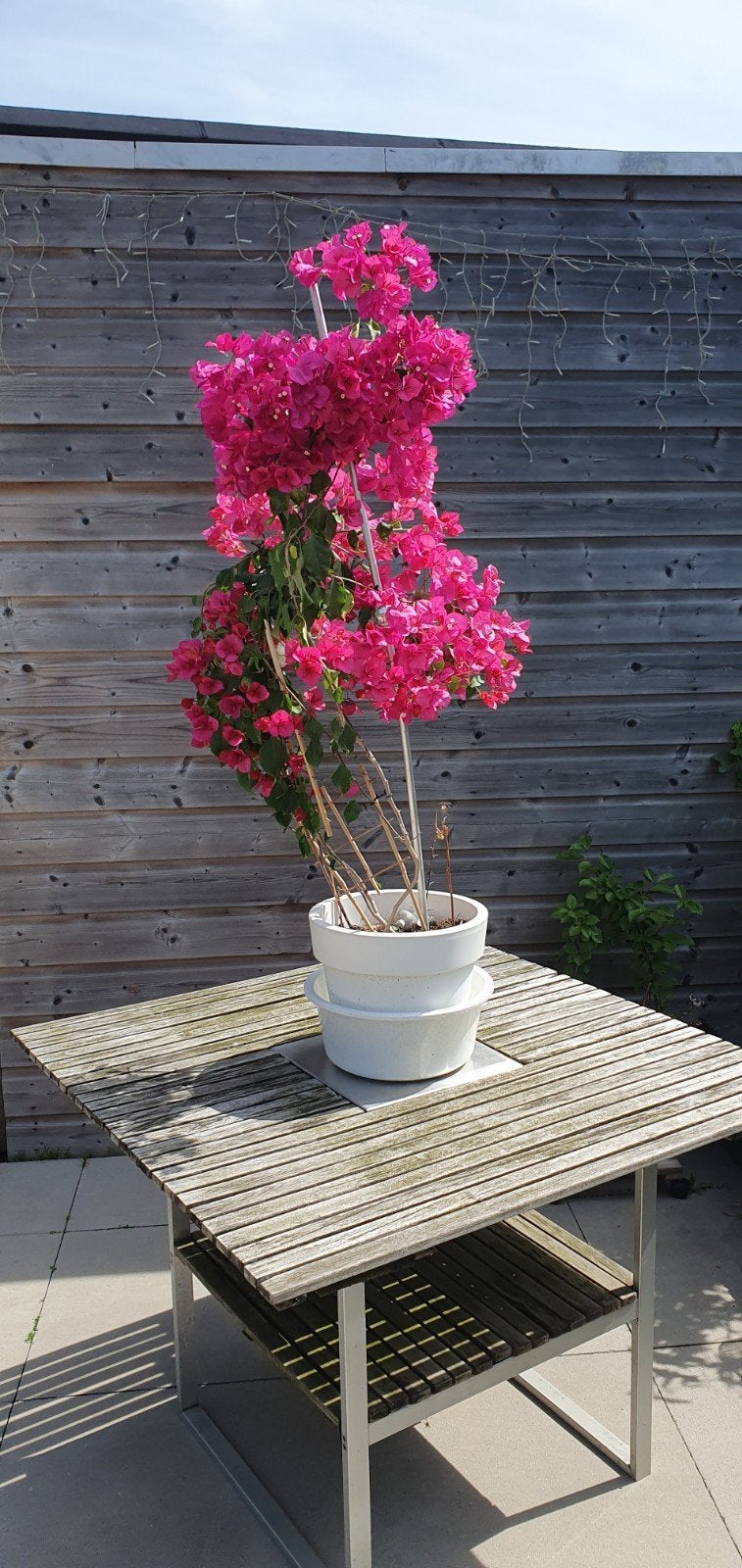 Prachtige bloeiende Bougainvillea - Volle zon liefhebber, Tuin en Terras, Ophalen, Volle zon, Vaste plant, Klimplanten