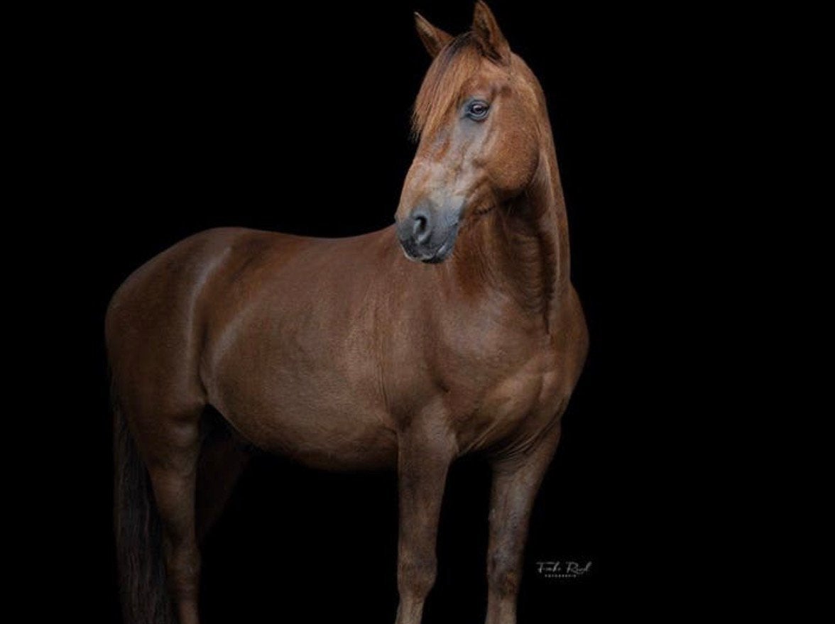 Mooie stevige D pony, Dieren en Toebehoren, Pony's, Ruin