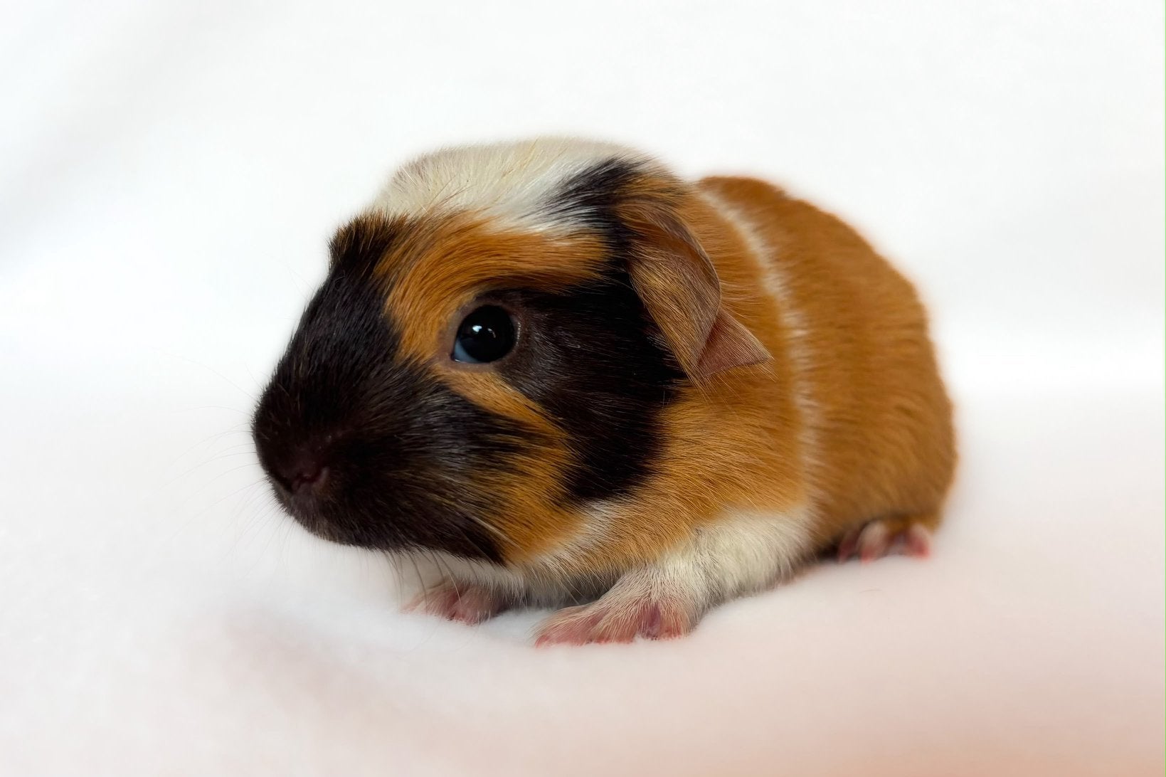 Lief choco-buff-wit engelsgekruind beertje, Cavia, Augustus, Mannelijk, Tam