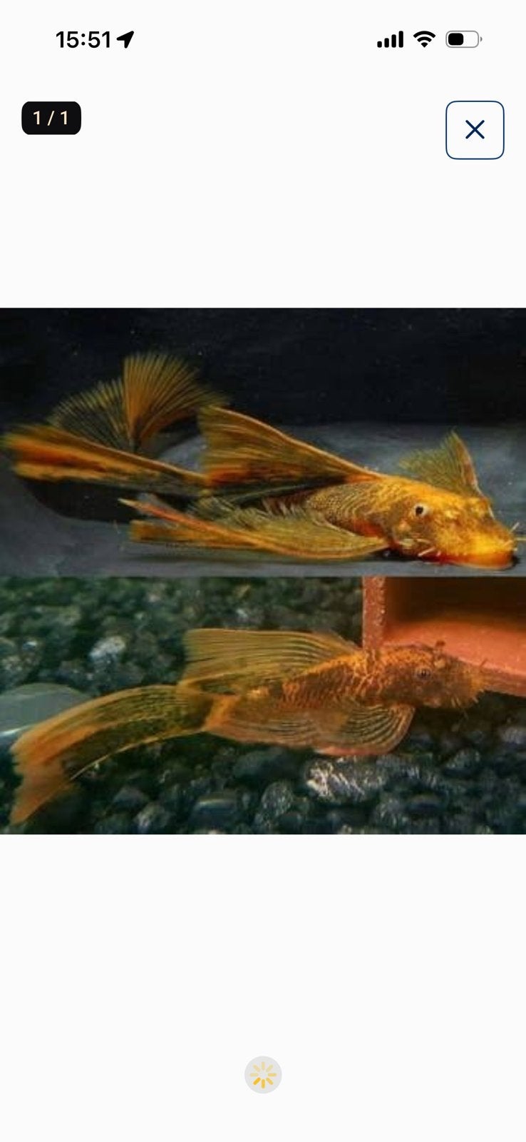 Raszuivere Ancistrus LDA 16 – Met Longfin Genen, Dieren en Toebehoren, Vis