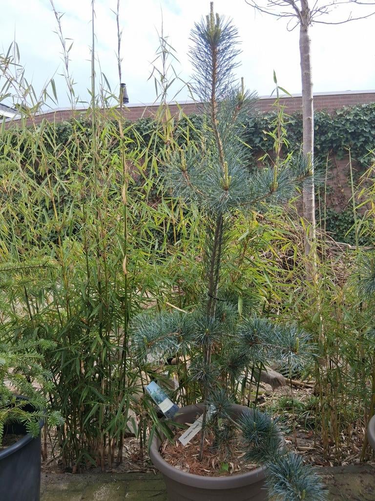 Pinus parviflora tempelhof, Ophalen, Bloeit niet, Halfschaduw, Overige soorten