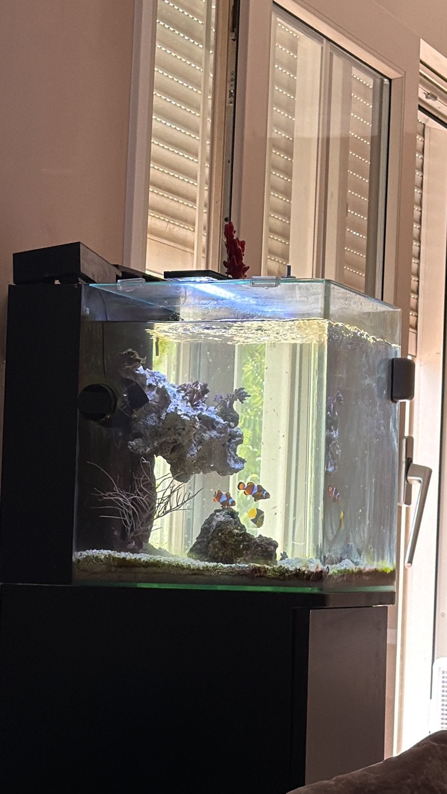 Zeeaquarium compleet, Dieren en Toebehoren, Vissen | Aquariumvissen, Overige typen