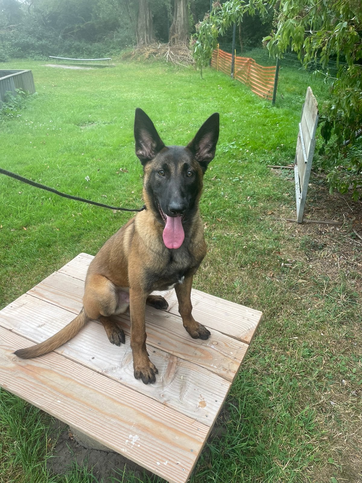 Jonge sportieve X Mechelse herder reu, Dieren en Toebehoren, Honden | Herdershonden en Veedrijvers, Parvo, 15 weken tot 1 jaar