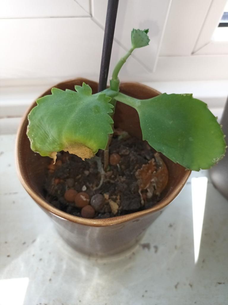 Mother of thousands plantje, Ophalen of Verzenden, Halfschaduw, Minder dan 100 cm