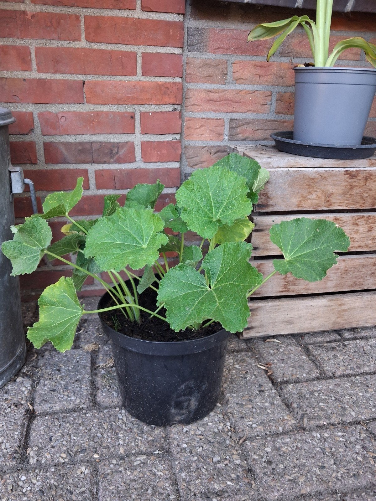 Stokroos  " Alcea Rosea"🌸, Ophalen, Tweejarig, Overige soorten, Halfschaduw