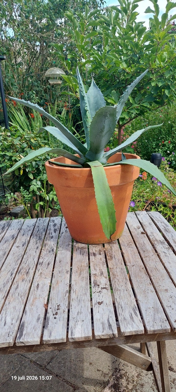 Agave in terracotta pot, Tuin en Terras, Ophalen, Rond, Steen