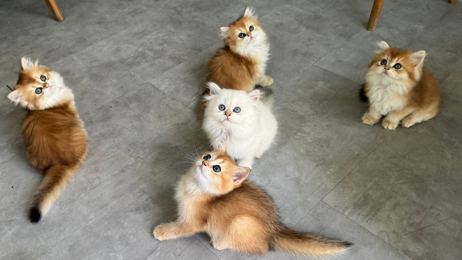 Britse langhaar kittens MET STAMBOOM, zeldzaam Golden shaded, Meerdere dieren, Met stamboom, 0 tot 2 jaar