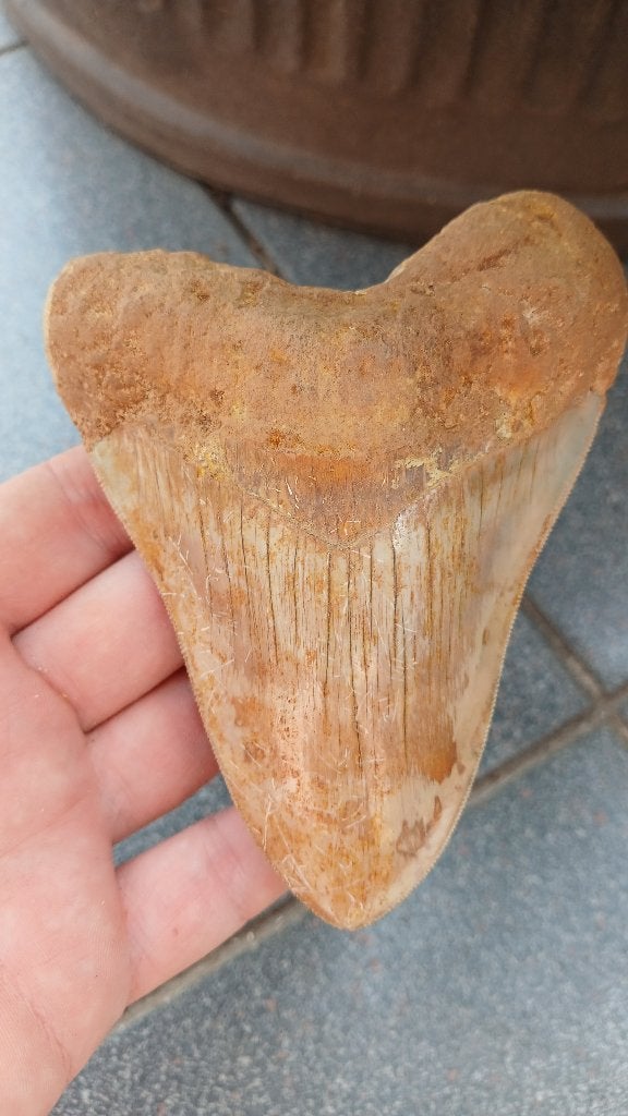 Zeer grote Megalodon haaientand uit Indonesië fossielen haai, Verzamelen, Mineralen en Fossielen, Ophalen of Verzenden, Fossiel