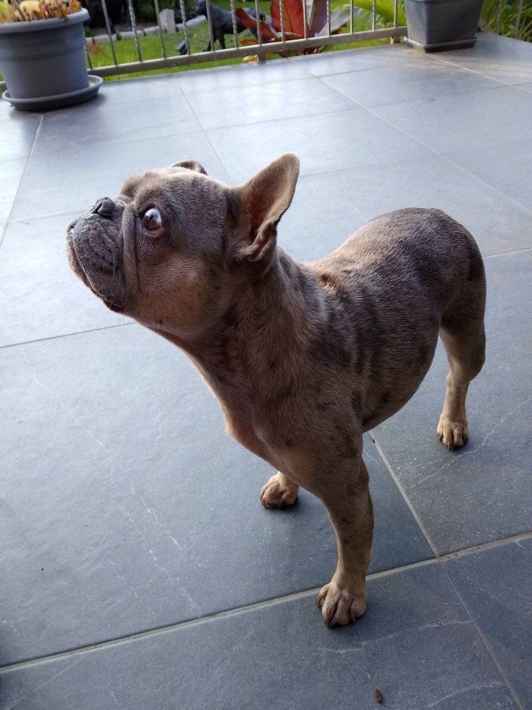 Franse bulldog, Dieren en Toebehoren, Particulier, Buitenland, Teef, Bulldog