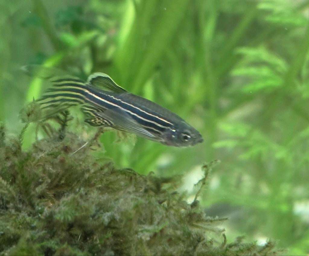 Gratis af te halen: 1 sluierstaart zebra danio zoekt groepje, Dieren en Toebehoren, Vis, Zoetwatervis, Schoolvis